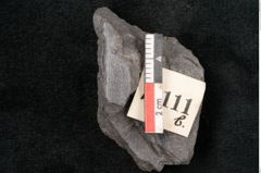 Foto (Detailansicht) von Araucaria haastii Ettingshausen (NHMW-GEO-2024-0188-10111b)